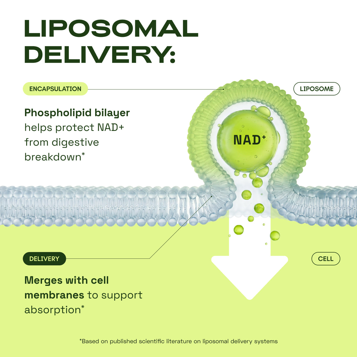 Liposomal NAD⁺