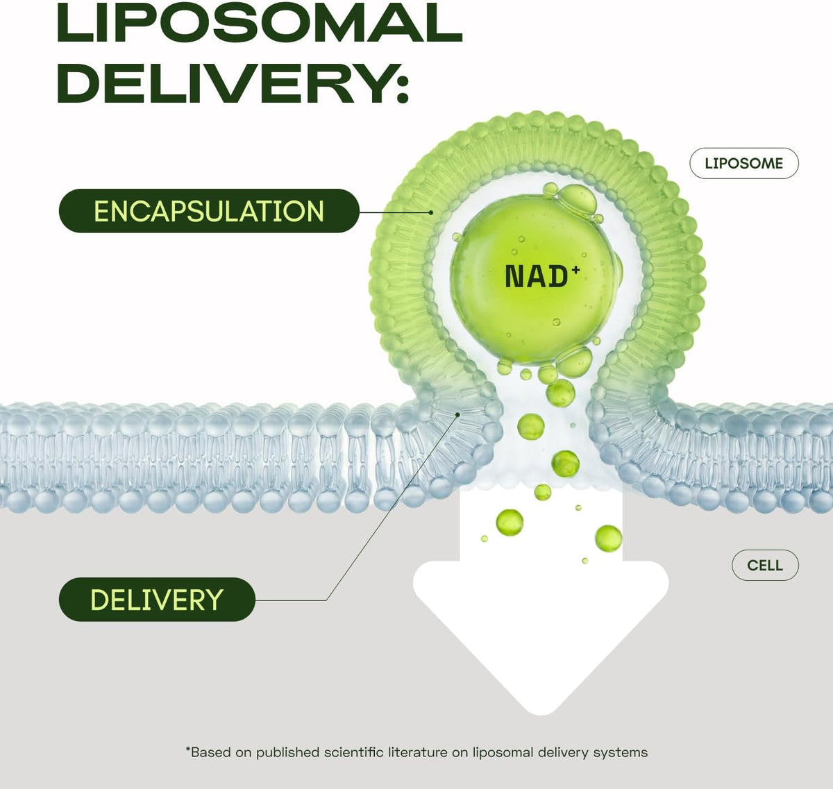 BUNDLE: LIPOSOMAL NAD+ & NMN COMPLEX